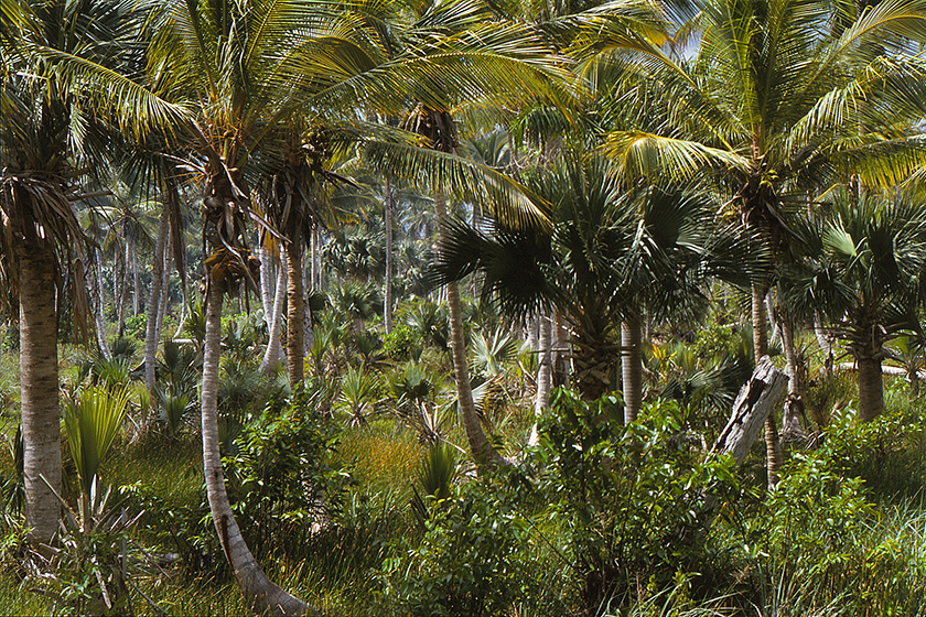 Dominikanische Republik – Kokospalmen