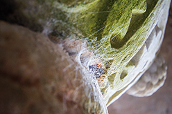 Kirchen – Mani, Griechenland