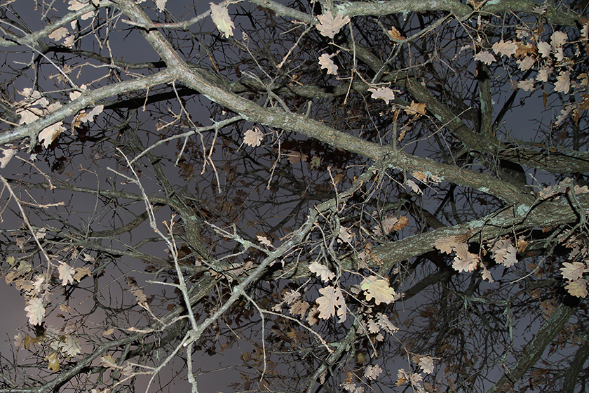 Orgnac l'Aven (Frankreich), 2011