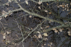 Orgnac l'Aven (Frankreich), 2011