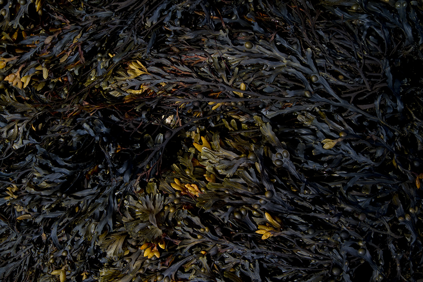 Noirmoutier (Frankreich), 2011