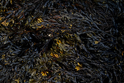 Noirmoutier (Frankreich), 2011