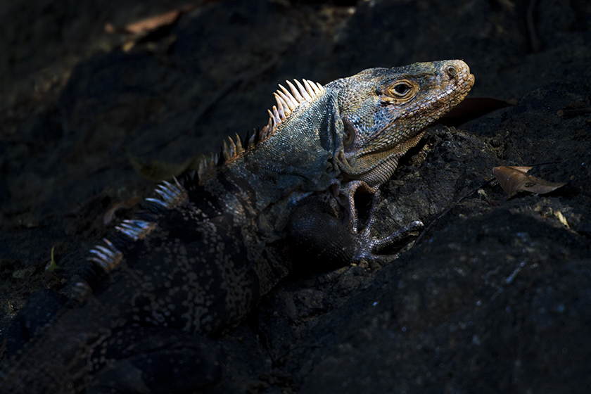 La Fortuna (Costa Rica), 2013