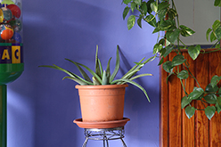 Santiago (Teneriffa), 2011