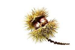 Climbach (Frankreich), 2010