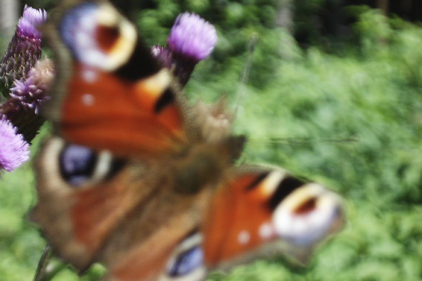 Rietberg (Germany), 2009