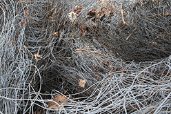 Arnsbourg (France), 2007