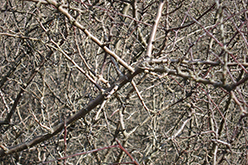 Unterhaugstetten (Germany), 2007